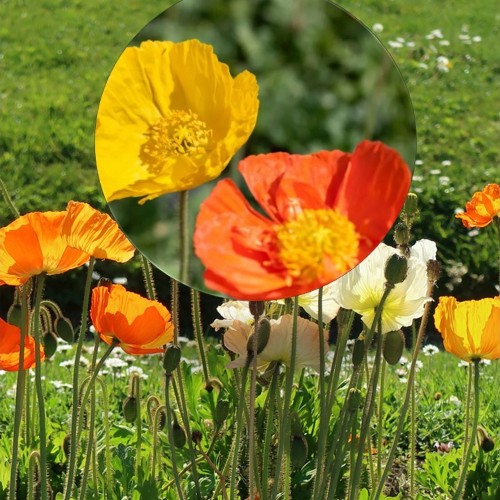 Papaver nudicaule 'Gartenzwerg' - Siberi magun 'Gartenzwerg' P9/0,55L